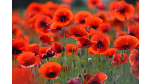 Field full of poppies