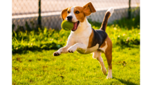Dog mid air catching a ball