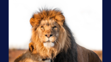 Illustration of a lion