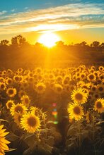 yellow flowers in a field with a sunset 