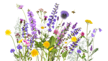 Variety of flowers 