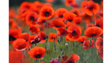 Field full of poppies